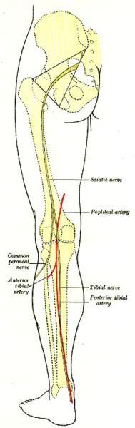 nerves and arteries of back of leg