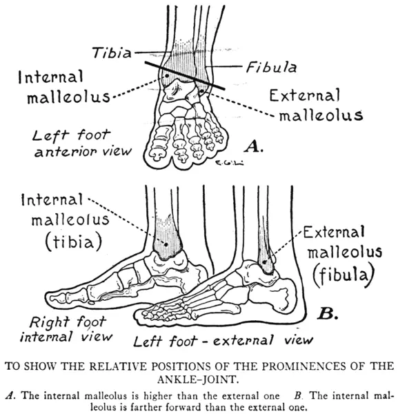 EG Lutz, Practical Art Anatomy - Ankle Joint Prominences