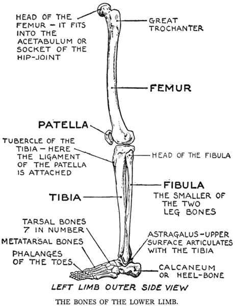 EG Lutz, Practical Art Anatomy - Bones of the Lower Limb - Left Limb Outer Side View