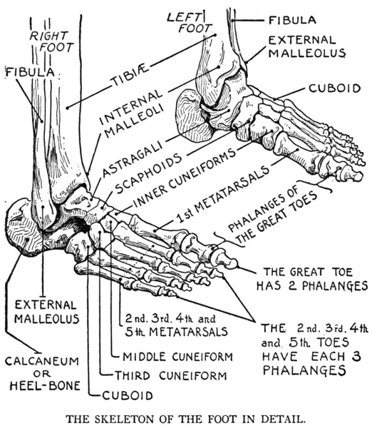 EG Lutz, Practical Art Anatomy - The Skeleton of the Foot in Detail