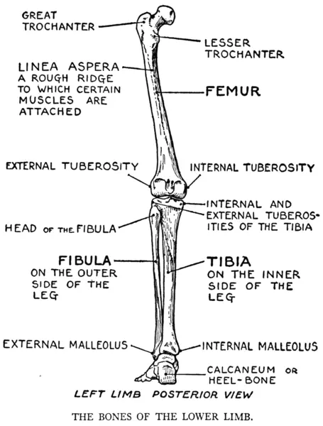 EG Lutz, Practical Art Anatomy - Bones of the Lower Limb - Left Limb Posterior View