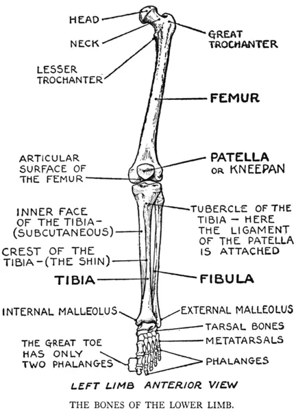 EG Lutz, Practical Art Anatomy - Bones of the Lower Limb - Left Limb Anterior View