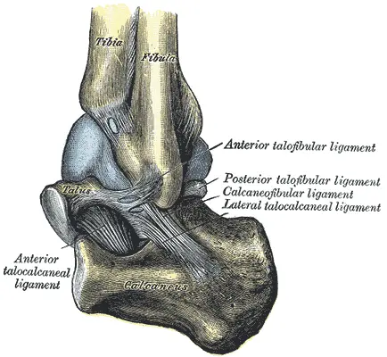 ligaments of heel