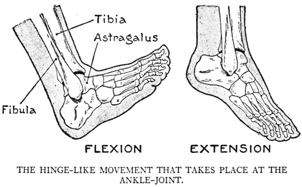 EG Lutz, Practical Art Anatomy - Ankle Flexion and Extension