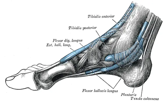 sheaths and tendons of foot, medial side