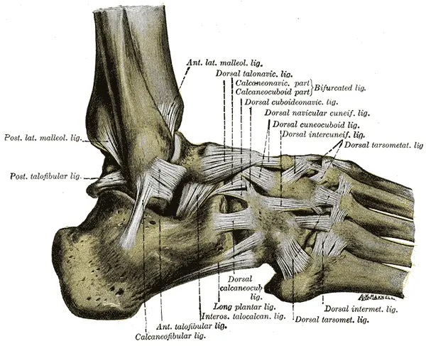 ligaments of outside of foot