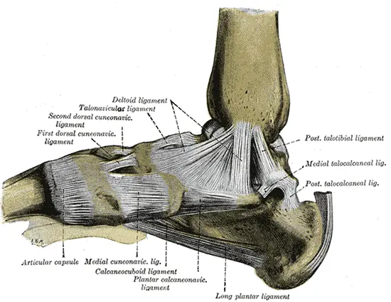 ligaments of inside of foot