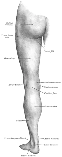 rear of leg