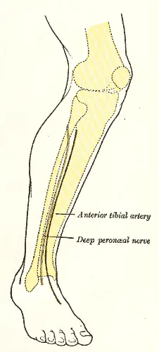 anterior tibial artery and deep perneal nerve