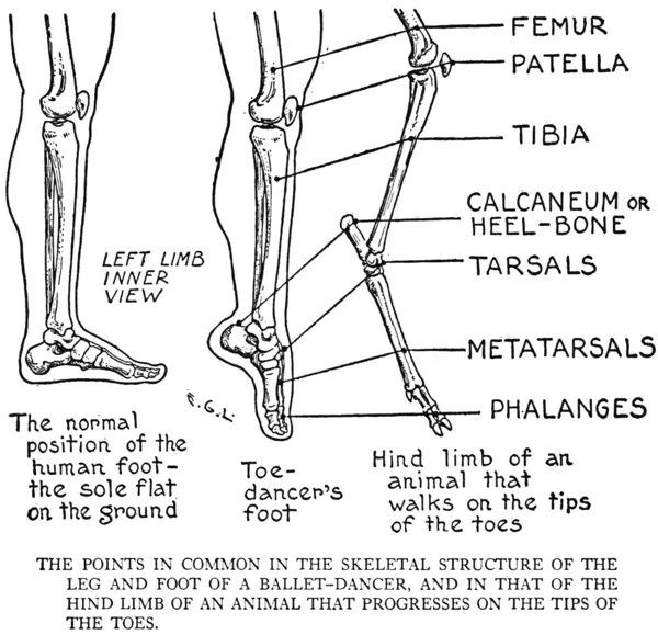 EG Lutz, Practical Art Anatomy - Standing and En Pointe