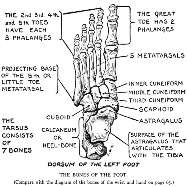 EG Lutz, Practical Art Anatomy - Bones of the Foot - Dorsum of the Left Foot