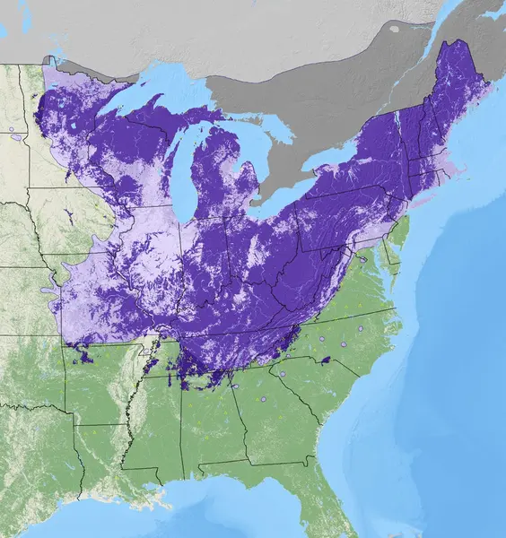 map of sugar maple density from the National Individual Tree Species Atlas