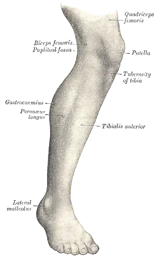 front of leg