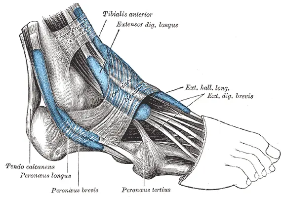 sheaths and tendons of foot, lateral side